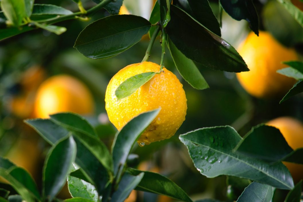 How to clean your Microwave lemons and water