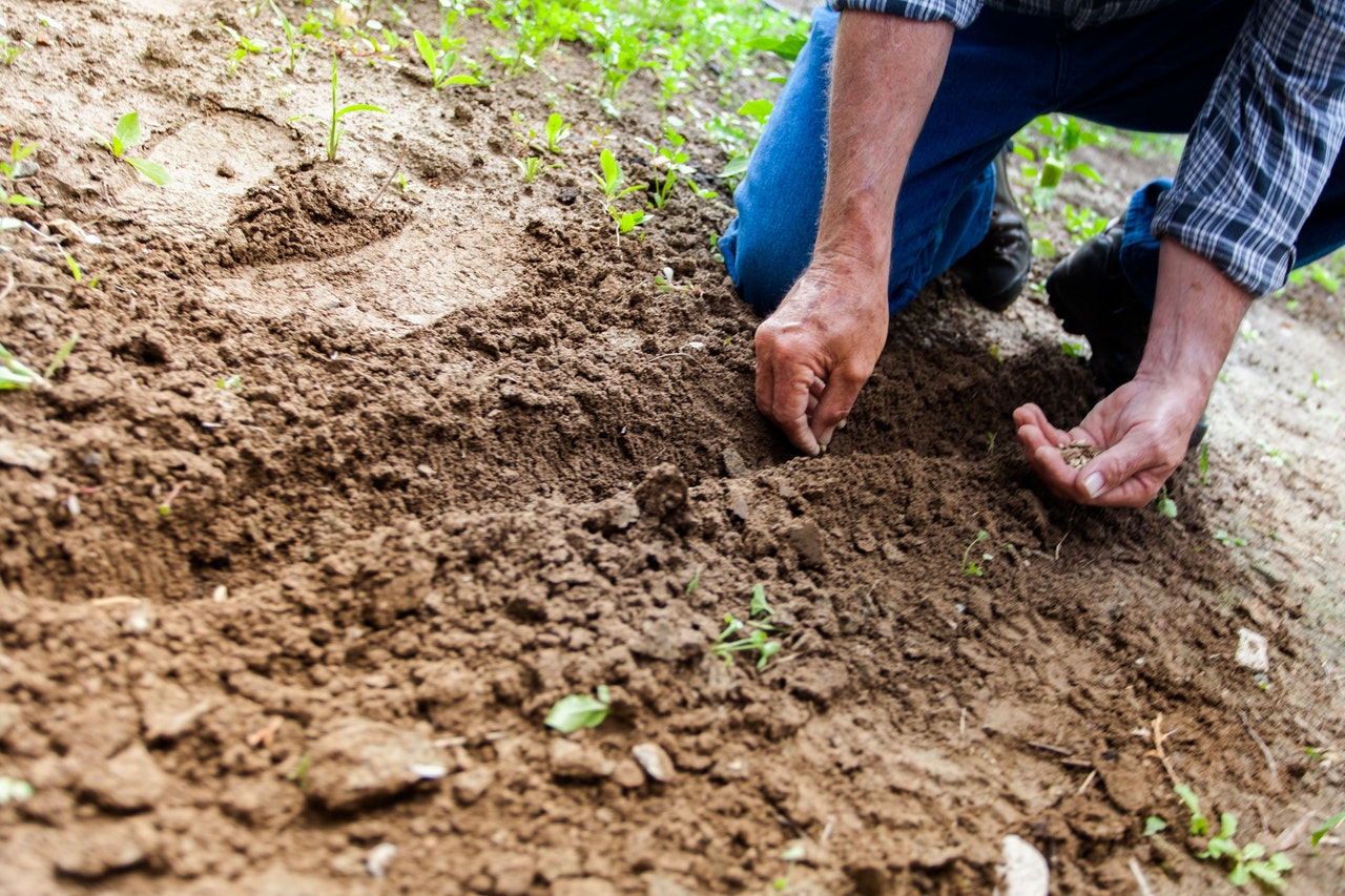 Gardening with Apple Cider Vinegar