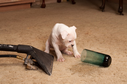 Tips to Clean up after our Pets.