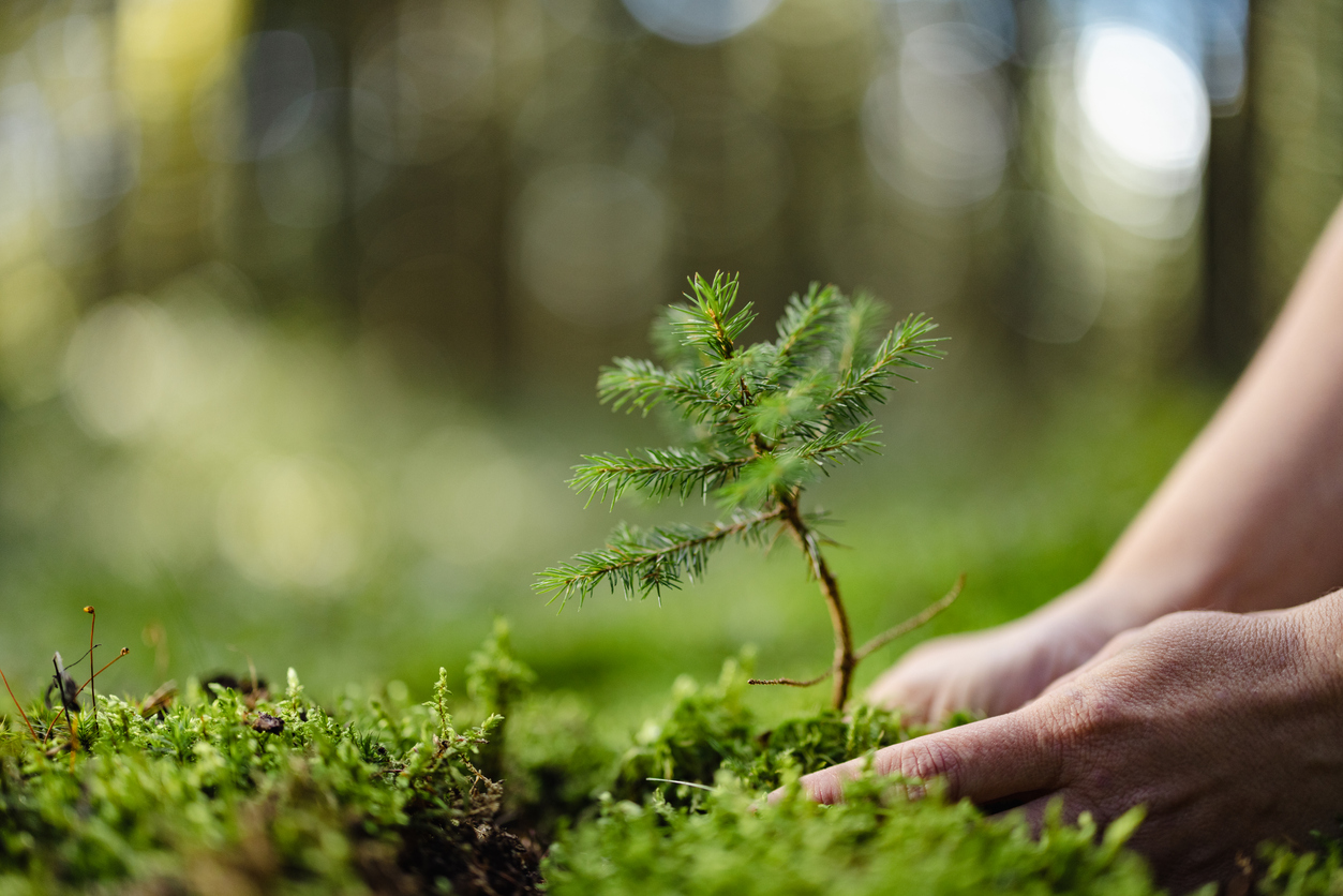 Planting a Tree for every contract won